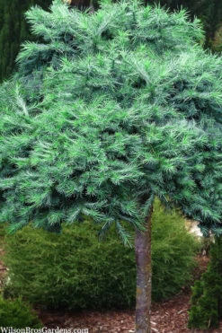 Blue Dwarf Japanese Larch (Single Trunk Tree Form) -5 Gallon Pot -Wilson Bros Gardens larix kaempferi blue dwarf japanese larch tree form 1