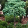 Blue Dwarf Japanese Larch (Single Trunk Tree Form) -5 Gallon Pot