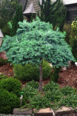 Blue Dwarf Japanese Larch (Single Trunk Tree Form) -5 Gallon Pot -Wilson Bros Gardens larix kaempferi blue dwarf japanese larch tree form 2