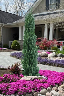 Jacobsen's Pyramid Japanese Larch (Larix Kaempferi) - 3 Gallon Pot