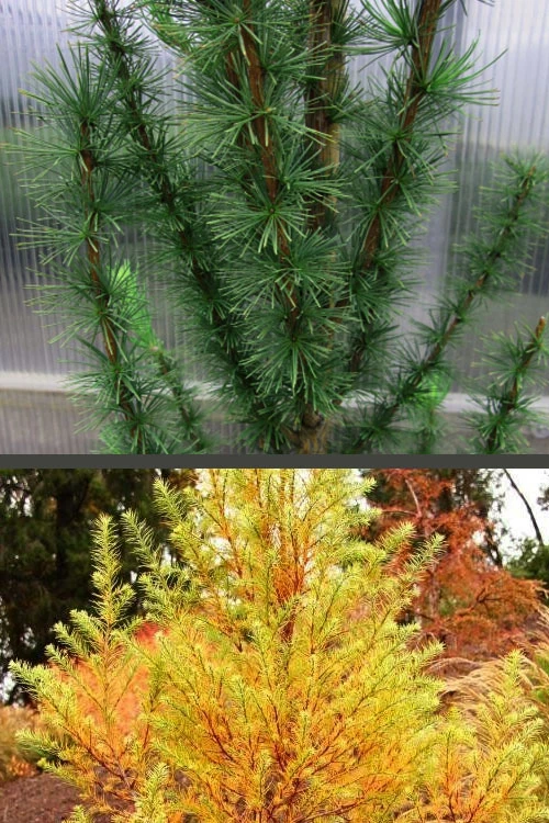 Jacobsen's Pyramid Japanese Larch (Larix Kaempferi) - 3 Gallon Pot 6 Jacobsen's Pyramid Japanese Larch (Larix Kaempferi) - 3 Gallon Pot - Image 6