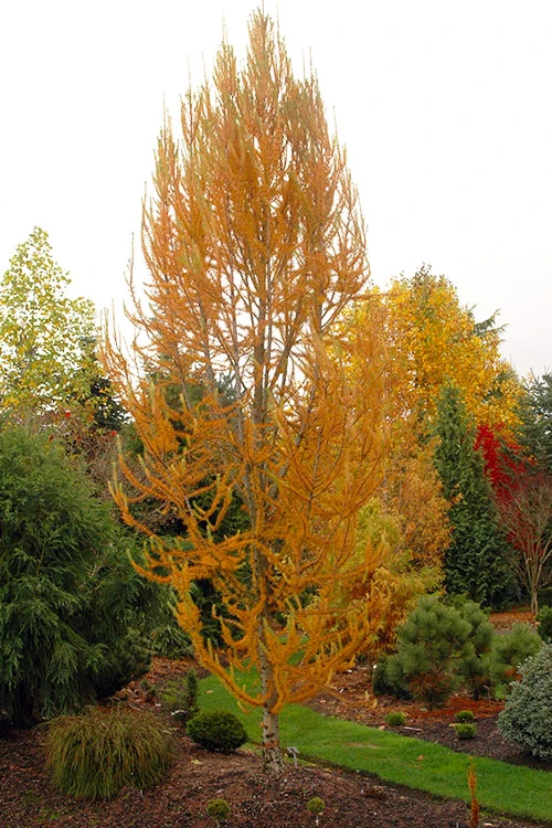 Jacobsen's Pyramid Japanese Larch (Larix Kaempferi) - 3 Gallon Pot 5 Jacobsen's Pyramid Japanese Larch (Larix Kaempferi) - 3 Gallon Pot - Image 5