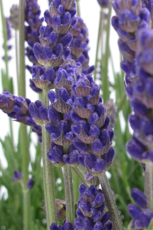 Annet English Lavender - 1 Gallon Pot 4 Annet English Lavender - 1 Gallon Pot - Image 4