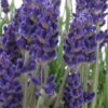 Annet English Lavender - 1 Gallon Pot