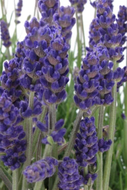 Annet English Lavender - 1 Gallon Pot