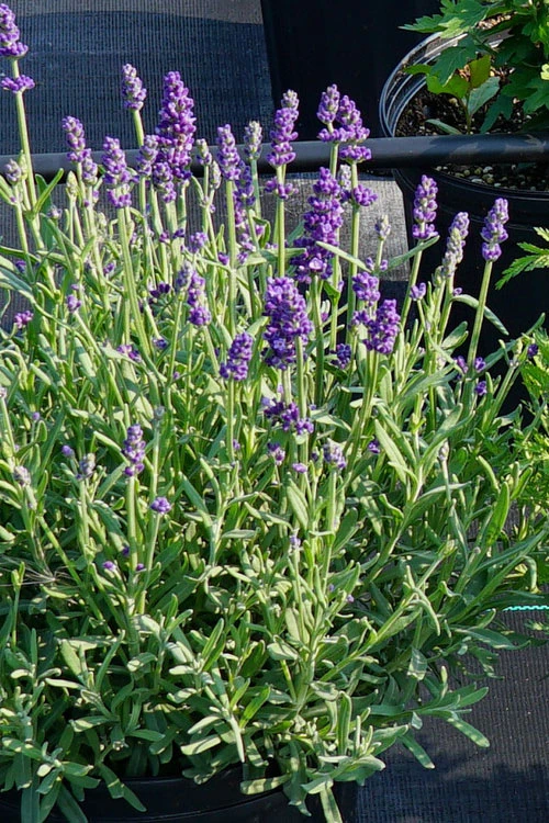 Annet English Lavender - 1 Gallon Pot 5 Annet English Lavender - 1 Gallon Pot - Image 5