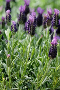 Anouk Spanish Lavender - 5 Pack Of Quart Pots -Wilson Bros Gardens lavandula stoechas anouk spanish lavender 2