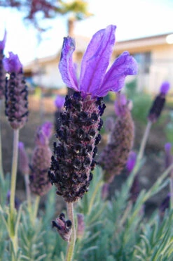 Anouk Spanish Lavender - 5 Pack Of Quart Pots -Wilson Bros Gardens lavandula stoechas anouk spanish lavender 3