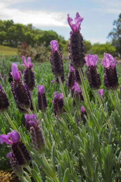 Anouk Spanish Lavender - 5 Pack Of Quart Pots -Wilson Bros Gardens lavandula stoechas anouk spanish lavender 4
