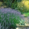 Provence French Lavender - 2 Gallon Pot