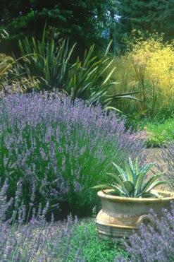 Provence French Lavender - 2 Gallon Pot