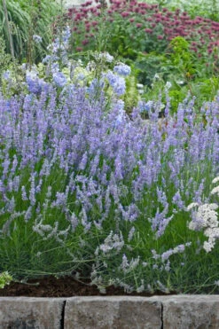 Provence French Lavender - 5 Pack Of Quart Pots -Wilson Bros Gardens lavandula20intermedia provencer french lavender 106