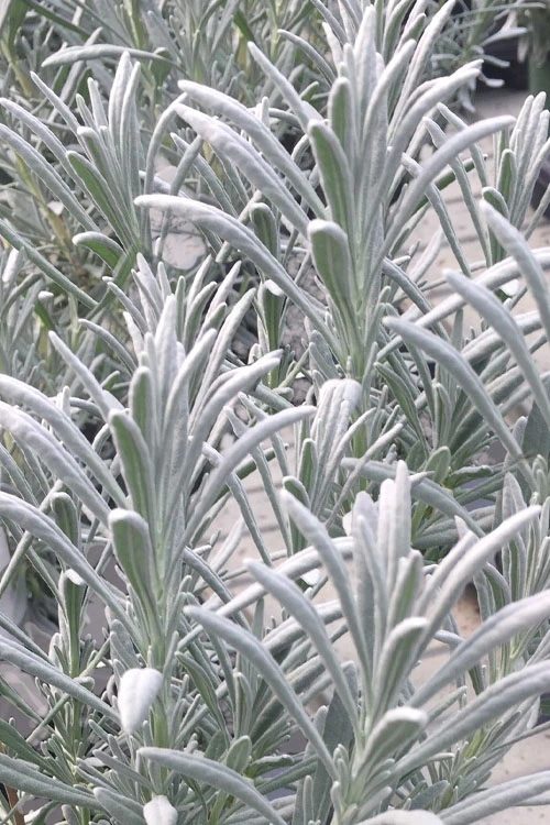 Sensational Lavender - 1 Gallon Pot 4 Sensational Lavender - 1 Gallon Pot - Image 4