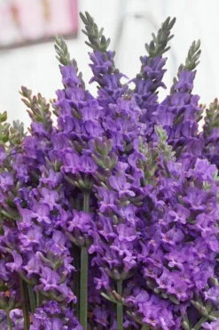 Sensational Lavender - 1 Gallon Pot 11 Sensational Lavender - 1 Gallon Pot -Wilson Bros Gardens lavender intermedia sensational 2