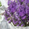 Sensational Lavender - 5 Pack Of Quart Pots