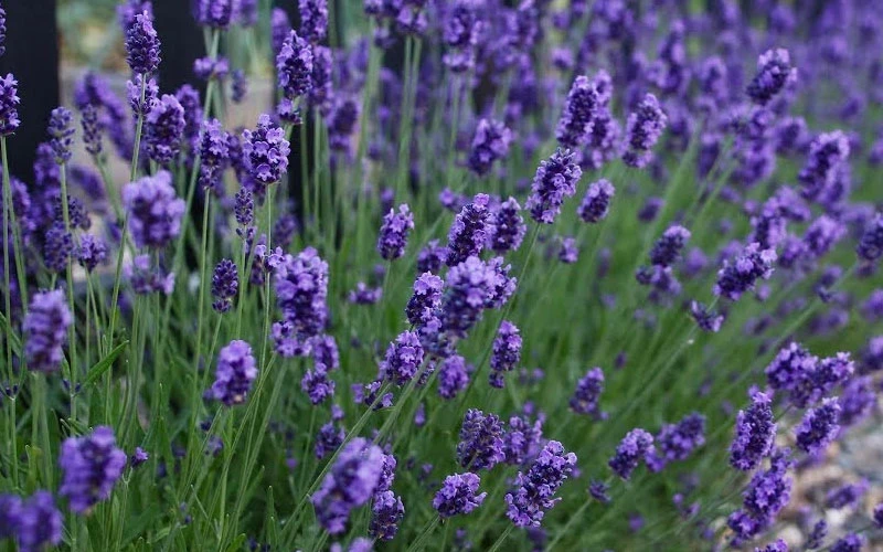 Sweet Romance English Lavender Plant - 1 Gallon Pot 5 Sweet Romance English Lavender Plant - 1 Gallon Pot - Image 5