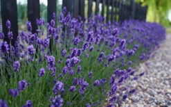 Sweet Romance English Lavender Plant - 1 Gallon Pot 12 Sweet Romance English Lavender Plant - 1 Gallon Pot -Wilson Bros Gardens lavendula angustifolia sweet romance lavender 4