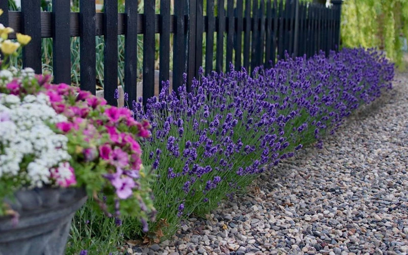 Sweet Romance English Lavender Plant - 1 Gallon Pot 6 Sweet Romance English Lavender Plant - 1 Gallon Pot - Image 6