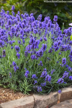 Sweet Romance English Lavender Plant - 1 Gallon Pot 17 Sweet Romance English Lavender Plant - 1 Gallon Pot -Wilson Bros Gardens lavendula angustifolia sweet romance lavender 6