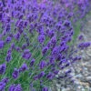 Sweet Romance English Lavender Plant - 1 Gallon Pot