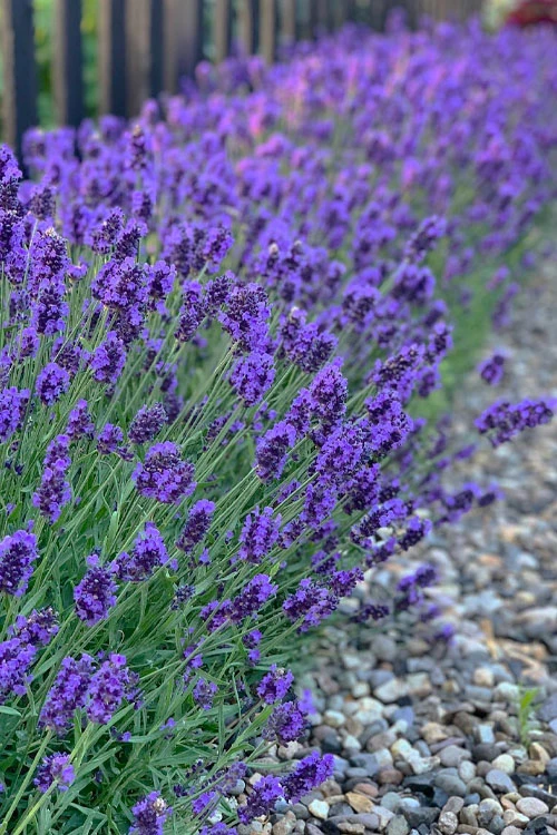 Sweet Romance English Lavender Plant - 1 Gallon Pot 1 Sweet Romance English Lavender Plant - 1 Gallon Pot
