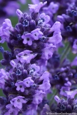 Sweet Romance English Lavender Plant - 1 Gallon Pot 16 Sweet Romance English Lavender Plant - 1 Gallon Pot -Wilson Bros Gardens lavendula angustifolia sweet romance lavender 9