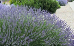 Grosso Lavender - 5 Pack Of Quart Pots 9 Grosso Lavender - 5 Pack Of Quart Pots -Wilson Bros Gardens lavendula intermedia grosso french lavender 4