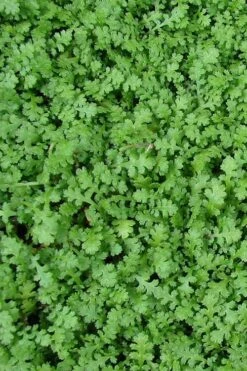 Miniature Brass Buttons Fairy Fern (Leptinella Gruveri) - 6 Pack Of Pint Pots -Wilson Bros Gardens leptinella gruveri miniature brass buttons fairy fern 3 1