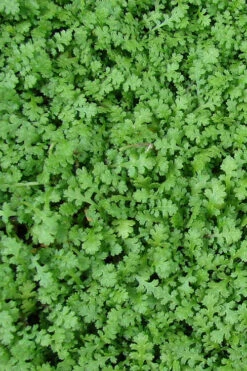 Miniature Brass Buttons Fairy Fern (Leptinella Gruveri) - 6 Pack Of Pint Pots -Wilson Bros Gardens leptinella gruveri miniature brass buttons fairy fern 3