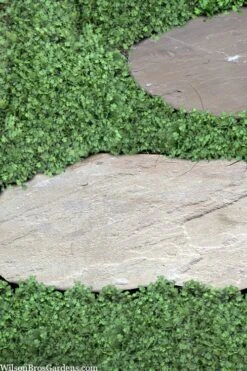 Miniature Brass Buttons Fairy Fern (Leptinella Gruveri) - 6 Pack Of Pint Pots -Wilson Bros Gardens leptinella gruveri miniature brass buttons fairy fern 6 1