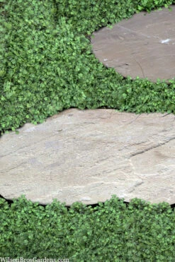 Miniature Brass Buttons Fairy Fern (Leptinella Gruveri) - 6 Pack Of Pint Pots -Wilson Bros Gardens leptinella gruveri miniature brass buttons fairy fern 6