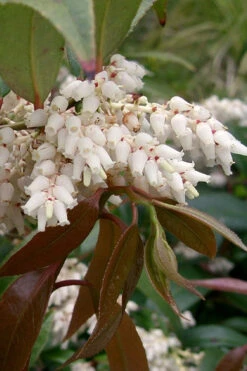 Coast Leucothoe (Fetter Bush) - 3 Gallon Pot