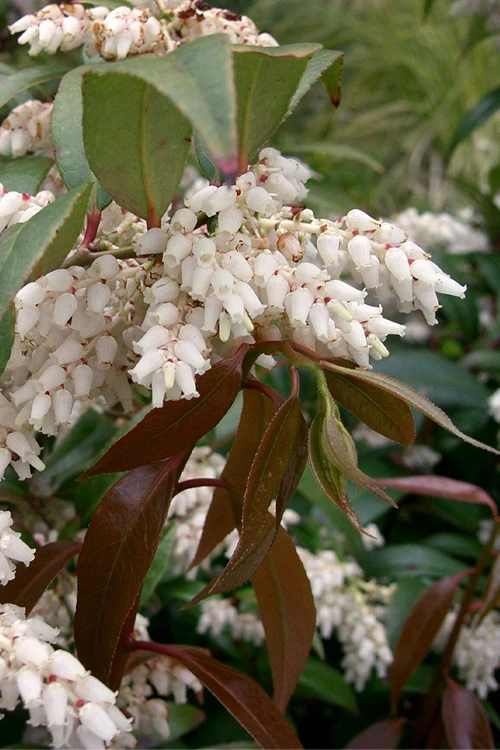 Coast Leucothoe (Fetter Bush) - 3 Gallon Pot 6 Coast Leucothoe (Fetter Bush) - 3 Gallon Pot - Image 6