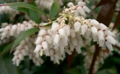 Coast Leucothoe (Fetter Bush) - 3 Gallon Pot 10 Coast Leucothoe (Fetter Bush) - 3 Gallon Pot -Wilson Bros Gardens leucothoe axillaris coastal doghobble 3 1