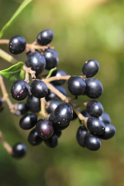 Waxleaf Ligustrum - 6 Pack Of 1 Gallon Pots 10 Waxleaf Ligustrum - 6 Pack Of 1 Gallon Pots - Image 10