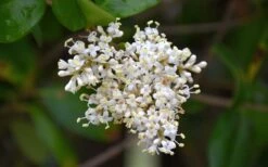 Waxleaf Ligustrum - 6 Pack Of 1 Gallon Pots 22 Waxleaf Ligustrum - 6 Pack Of 1 Gallon Pots -Wilson Bros Gardens ligustrum japonicum waxleaf privet 3 1