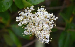 Waxleaf Ligustrum - 1 Gallon Pot 22 Waxleaf Ligustrum - 1 Gallon Pot -Wilson Bros Gardens ligustrum japonicum waxleaf privet 3