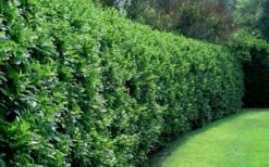 Waxleaf Ligustrum - 6 Pack Of 1 Gallon Pots 16 Waxleaf Ligustrum - 6 Pack Of 1 Gallon Pots -Wilson Bros Gardens ligustrum japonicum waxleaf privet 4 1