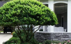 Waxleaf Ligustrum - 1 Gallon Pot 23 Waxleaf Ligustrum - 1 Gallon Pot -Wilson Bros Gardens ligustrum japonicum waxleaf privet 6
