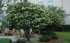 Waxleaf Ligustrum - 6 Pack Of 1 Gallon Pots 18 Waxleaf Ligustrum - 6 Pack Of 1 Gallon Pots -Wilson Bros Gardens ligustrum japonicum waxleaf privet 7 1