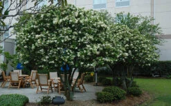 Waxleaf Ligustrum - 1 Gallon Pot 18 Waxleaf Ligustrum - 1 Gallon Pot -Wilson Bros Gardens ligustrum japonicum waxleaf privet 7