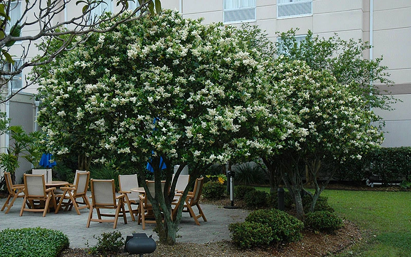 Waxleaf Ligustrum - 1 Gallon Pot 7 Waxleaf Ligustrum - 1 Gallon Pot - Image 7