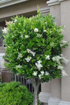 Waxleaf Ligustrum - 1 Gallon Pot 15 Waxleaf Ligustrum - 1 Gallon Pot -Wilson Bros Gardens ligustrum japonicum waxleaf privet 8