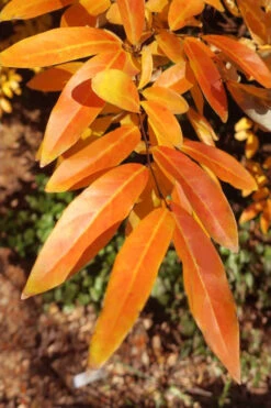 Willow Leaf Spicebush (Lindera Angustifolia) - 3 Gallon Pot 18 Willow Leaf Spicebush (Lindera Angustifolia) - 3 Gallon Pot -Wilson Bros Gardens lindera angustifolia willow leaf spicebush 10