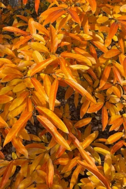 Willow Leaf Spicebush (Lindera Angustifolia) - 3 Gallon Pot 17 Willow Leaf Spicebush (Lindera Angustifolia) - 3 Gallon Pot -Wilson Bros Gardens lindera angustifolia willow leaf spicebush 11