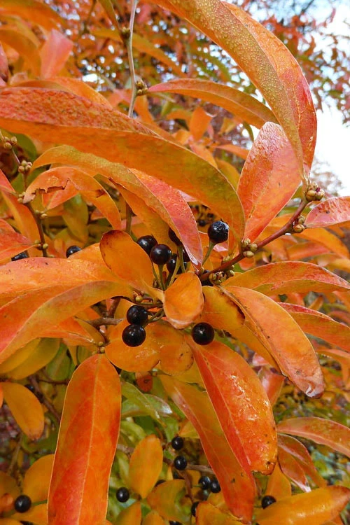 Willow Leaf Spicebush (Lindera Angustifolia) - 3 Gallon Pot 5 Willow Leaf Spicebush (Lindera Angustifolia) - 3 Gallon Pot - Image 5