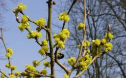 Willow Leaf Spicebush (Lindera Angustifolia) - 3 Gallon Pot 19 Willow Leaf Spicebush (Lindera Angustifolia) - 3 Gallon Pot -Wilson Bros Gardens lindera angustifolia willow leaf spicebush 6