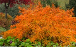 Willow Leaf Spicebush (Lindera Angustifolia) - 3 Gallon Pot 16 Willow Leaf Spicebush (Lindera Angustifolia) - 3 Gallon Pot -Wilson Bros Gardens lindera angustifolia willow leaf spicebush 7