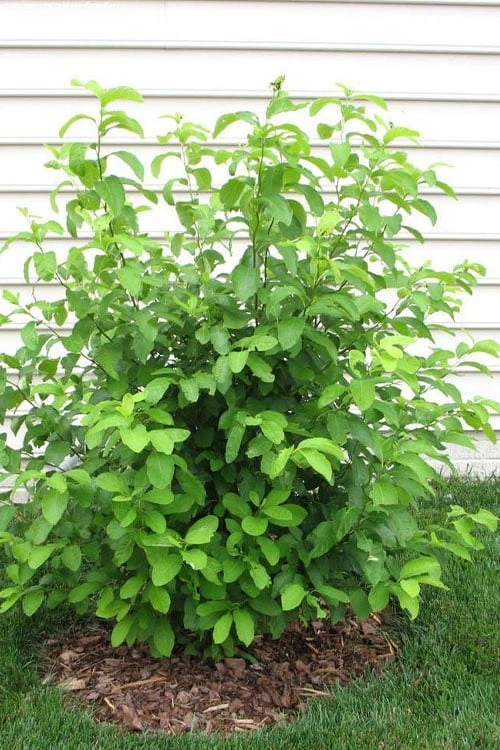 Spicebush (Lindera Benzoin) - 2.5 Gallon Pot 10 Spicebush (Lindera Benzoin) - 2.5 Gallon Pot - Image 10