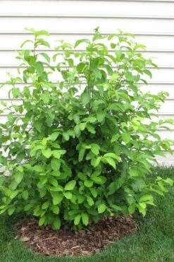 Spicebush (Lindera Benzoin) - 1 Gallon Pot -Wilson Bros Gardens lindera benzoin yellow spicebush 11 3